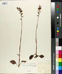 Spiranthes cranichoides image