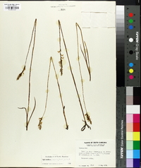 Spiranthes praecox image