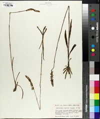 Spiranthes vernalis image