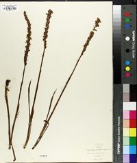 Spiranthes vernalis image