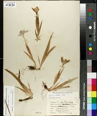 Iris cristata image