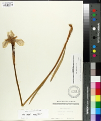 Iris virginica image