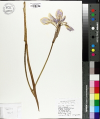 Iris virginica image