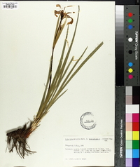 Iris missouriensis image