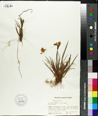 Iris ruthenica image