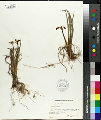 Iris ruthenica image