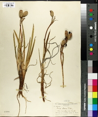 Iris setosa var. canadensis image