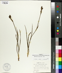 Nemastylis geminiflora image