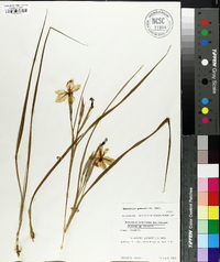 Nemastylis geminiflora image