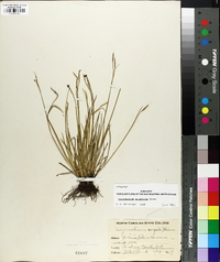 Sisyrinchium atlanticum image