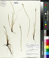 Sisyrinchium campestre image