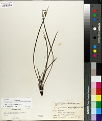 Sisyrinchium mucronatum image