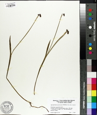 Sisyrinchium mucronatum image