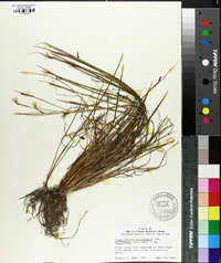 Sisyrinchium atlanticum image