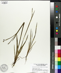 Sisyrinchium mucronatum var. mucronatum image