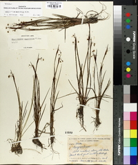 Sisyrinchium mucronatum image