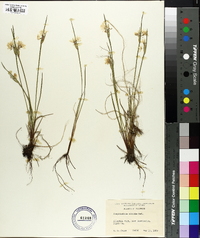 Sisyrinchium albidum image