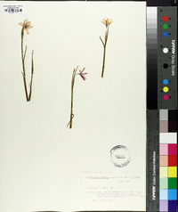 Sisyrinchium inflatum image