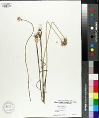 Allium canadense var. canadense image