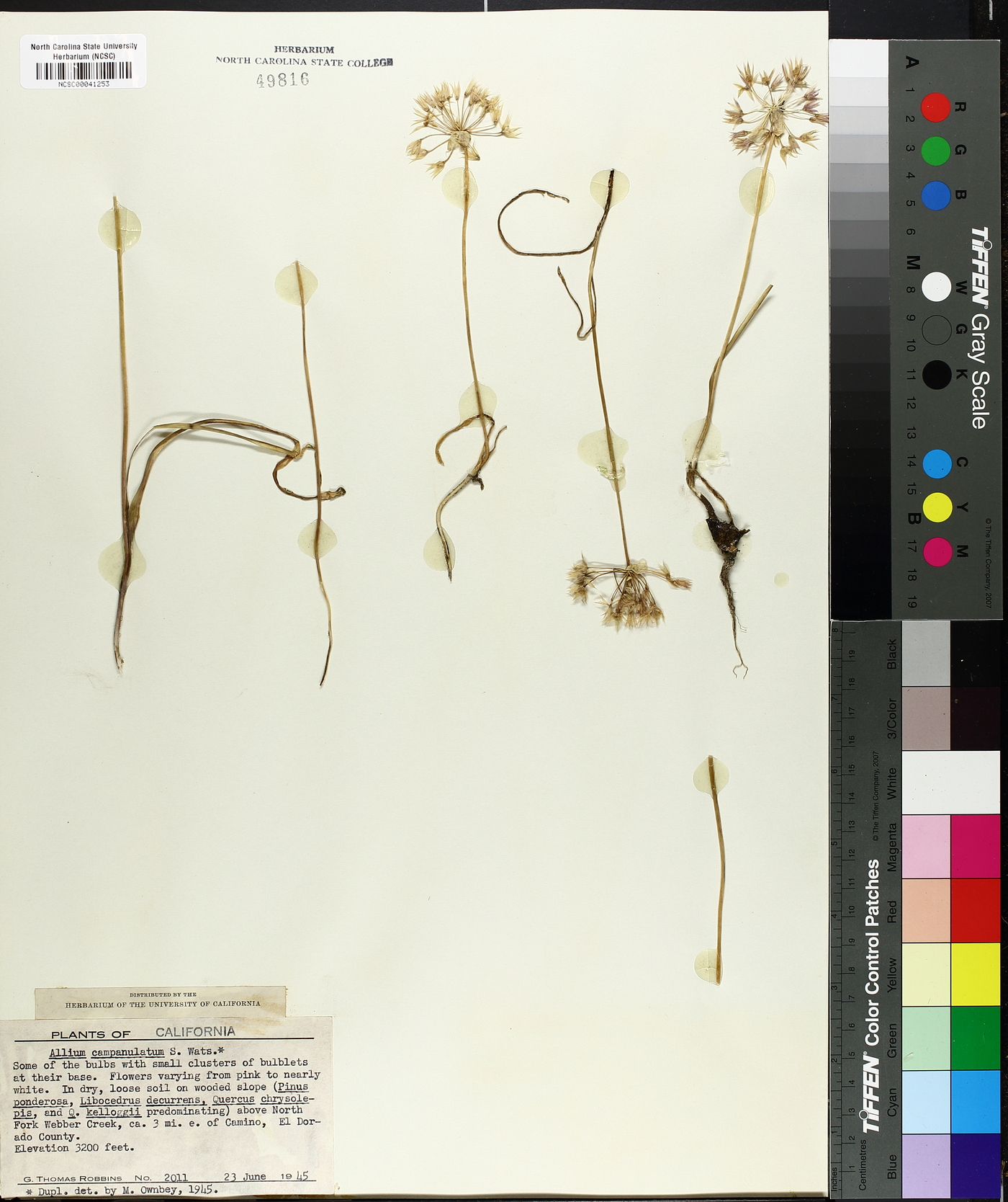 Allium campanulatum image