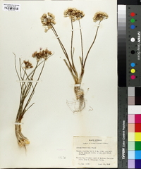 Allium drummondii image