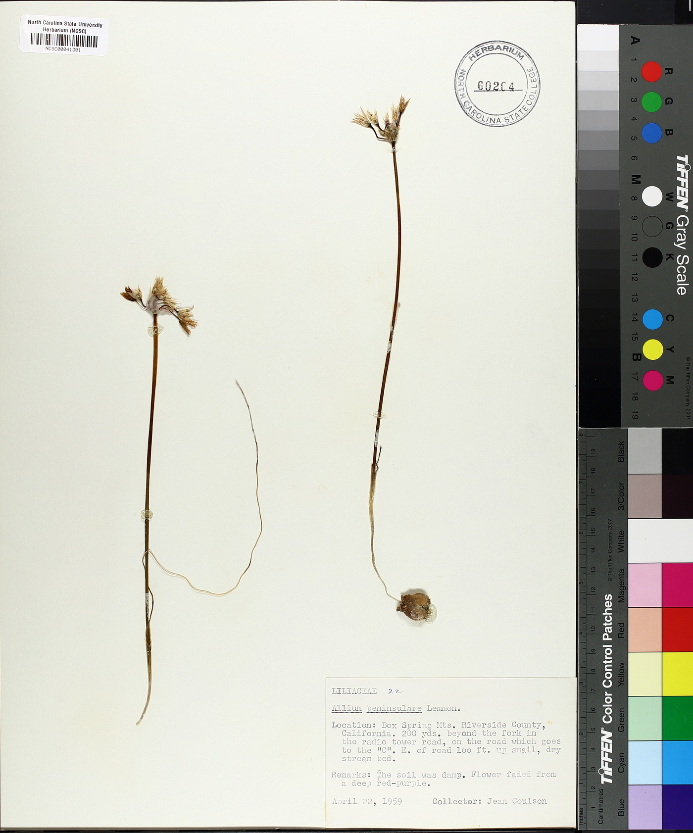 Allium peninsulare image