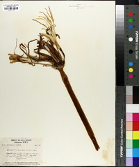 Hymenocallis declinata image