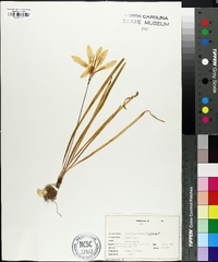 Zephyranthes atamasco image