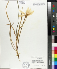 Zephyranthes atamasco image