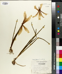 Zephyranthes atamasco image