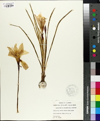 Zephyranthes atamasco image