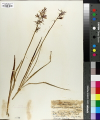 Camassia quamash image