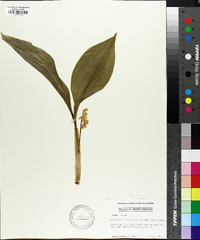 Convallaria majalis var. montana image