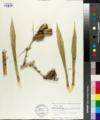 Yucca filamentosa image