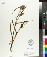 Tradescantia hirsuticaulis image