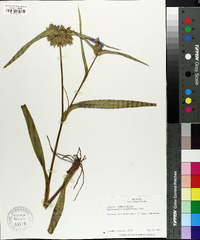 Tradescantia hirsutiflora image