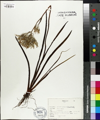 Lachnanthes caroliniana image