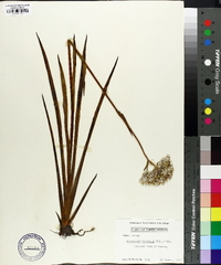 Lachnanthes caroliana image