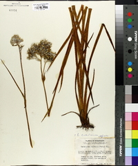 Lachnanthes caroliniana image