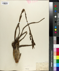 Tillandsia balbisiana image