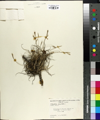 Tillandsia recurvata image