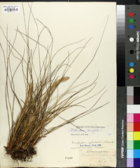 Tillandsia tenuifolia image