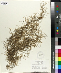 Tillandsia usneoides image