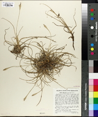 Tillandsia recurvata image