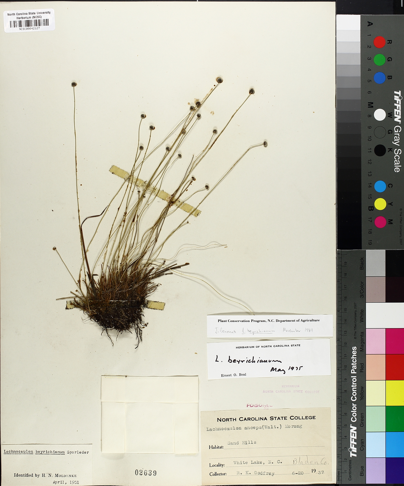 Lachnocaulon beyrichianum image