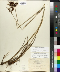 Juncus biflorus image