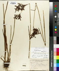 Juncus biflorus image