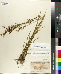 Juncus biflorus image