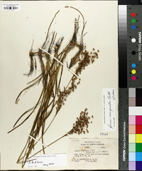 Juncus biflorus image