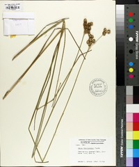 Juncus brachycarpus image